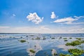 Algae filled horizon of Kerala Backwaters Royalty Free Stock Photo