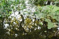Algae Floating on Reflecting Pond