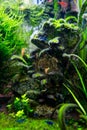 Algae in a freshwater aquascape, a home dirty aquarium with fish, shrimp and plants overgrown with different types of algae