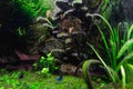 Algae in a freshwater aquascape, a home dirty aquarium with fish, shrimp and plants overgrown with different types of algae