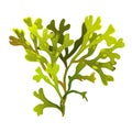 Algae fucus isolated on white. Bladderwrack. Vesiculosus. Vector illustration Royalty Free Stock Photo