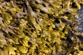 Algae Fucus vesiculosus close-up on the seashore in sunlight