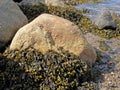 Algae Fucus vesiculosus Fucus vesiculosus on stones at low tide. The shore of the White Sea