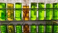 Algae fuel biofuel industry lab researching for alternative to fossil algae fuel or algal biofuel