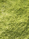 Algae green Background