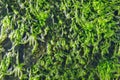 Algae green with capsules on surface of sea water, close-up, top view Royalty Free Stock Photo