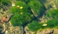 Algae Growing in Lake