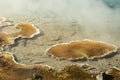 Algae growth in a Hot Spring Fountain Paint Pot Yellowstone National Park.