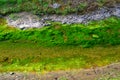 Algae growth in River