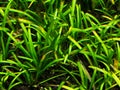 Algae Hair in planted aquarium