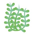 Algae icon, cartoon style
