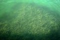 Abstract image of lush green algae. Underwater abstract background. Royalty Free Stock Photo