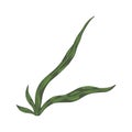 Algae isolated on white background. Cartoon cute green color in doodle Royalty Free Stock Photo