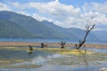 Algae on Lake Atitilan Guatemala