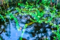 Algae in a lake with bokeh effect Royalty Free Stock Photo