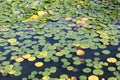 Algae on the lake,natural background