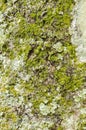 Algae And Lichen On Tree Bark Royalty Free Stock Photo