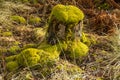 Moss on tree logs,Aden Park, Mintlaw, Aberdeenshire, Scotland,UK Royalty Free Stock Photo