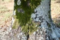 Algae, Lichens, and Mosses on a Tree Trunk Royalty Free Stock Photo