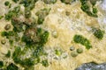 Algae from Mediterranean, green seaweed Royalty Free Stock Photo