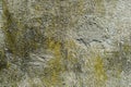 Algae and Mold On A cement wall. Royalty Free Stock Photo