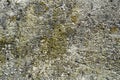 Algae and Mold On A cement wall. Royalty Free Stock Photo