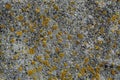 Algae and mold On A concrete wall. Royalty Free Stock Photo