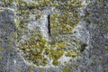 Algae and Mold On A damaged concrete wall. Royalty Free Stock Photo