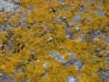 Algae and mold On  An Olde Concrete wall Royalty Free Stock Photo