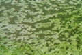 Algae mucilage ditch puddle water float green nature Royalty Free Stock Photo