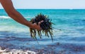 algae mud in the sea. selective focus. Royalty Free Stock Photo