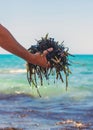algae mud in the sea. selective focus. Royalty Free Stock Photo