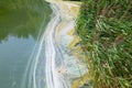 Algae and pollen on the surface of the water. Blooming water in a pond Royalty Free Stock Photo