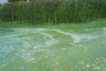 Algae polluted river water with green reeds Royalty Free Stock Photo