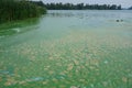 Algae polluted river water with green reeds Royalty Free Stock Photo