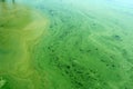 Algae polluted river water on the river Royalty Free Stock Photo