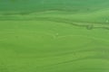 Algae polluted river water on the river Royalty Free Stock Photo
