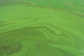 Algae polluted river water on the river Royalty Free Stock Photo