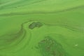 Algae polluted river water on the river Royalty Free Stock Photo