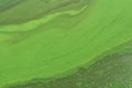 Algae polluted river water on the river Royalty Free Stock Photo