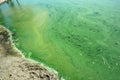 Algae polluted river water on a riverside Royalty Free Stock Photo