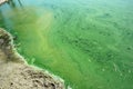 Algae polluted river water on a riverside