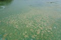Algae polluted river water Royalty Free Stock Photo
