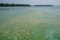 Algae polluted river water with trees on a horizon Royalty Free Stock Photo