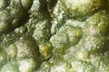 Algae polluted water Royalty Free Stock Photo