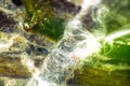 Algae polluted water Royalty Free Stock Photo