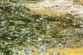 Algae polluted water Royalty Free Stock Photo