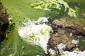 Algae polluted water Royalty Free Stock Photo