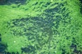 Algae polluted water Royalty Free Stock Photo