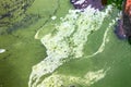 Algae polluted water Royalty Free Stock Photo